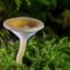 蘑菇传媒 网友小刀用iPhone 15安装蘑菇视频后留下正面评论头像