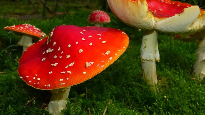 蘑菇传媒 示意图